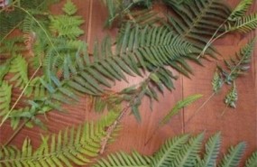 ep helechos plantas