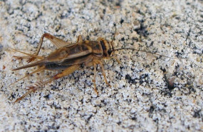 ep insecto