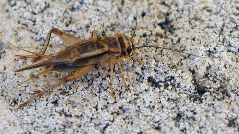 ep insecto ep insecto