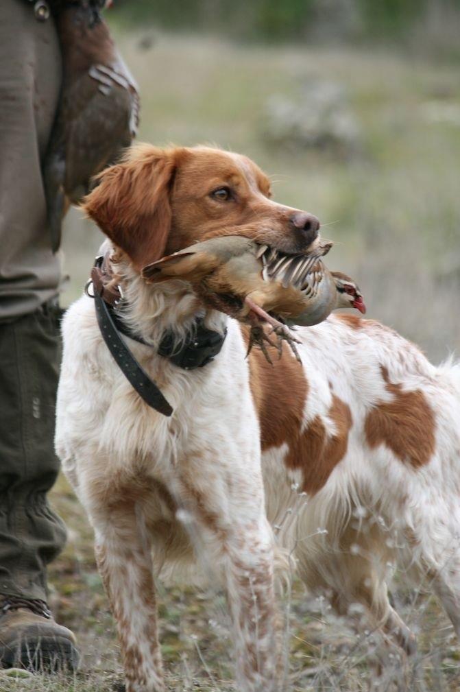 Perro de caza | OFICINA NACIONAL DE CAZA ep perrocaza