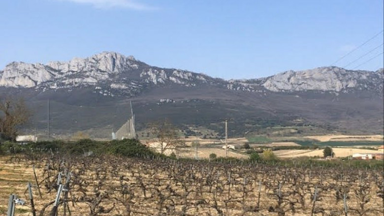 Viñedos en Laguardia (Rioja Alavesa) | EUROPA PRESS ep vinedos en laguardia rioja alavesa