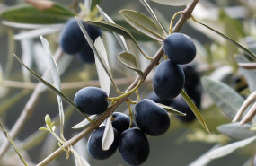 olive olive