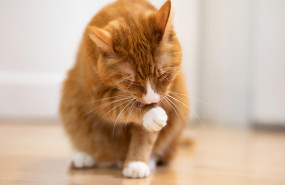 1581928067 edgard and cooper gato compressed