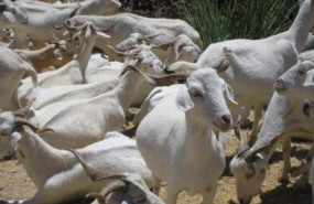 ep archivo   ganaderia cabras explotacion ganadera animales