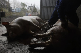 ep archivo   matanza domestica de cerdos en una casa a 4 de diciembre de 2021 en mixos monterrey