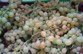 ep archivo   uva uvas vendimia racimos fin de ano nochevieja