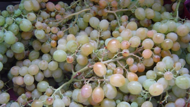 ep archivo   uva uvas vendimia racimos fin de ano nochevieja