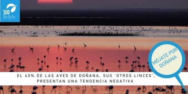 Campaña de SEO/BirdLife para conservar Doñana | SEO/BIRDLIFE ep campanaseobirdlifeconservar donana