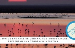 ep campanaseobirdlifeconservar donana