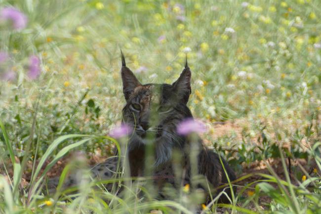 Detectado un ejemplar de lince ibérico en el área de Barcelona | AGENTS RURALS ep detectadoejemplarlince ibericoel areabarcelona
