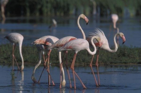 ep flamencos