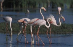 ep flamencos