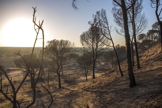 El incendio de Huelva ha quemado Cuesta Maneli | EUROPA PRESS ep incendiohuelvaquemado cuesta maneli