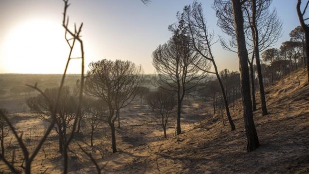 ep incendiohuelvaquemado cuesta maneli