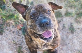 ep mascoteros lanza compromisomascoteros
