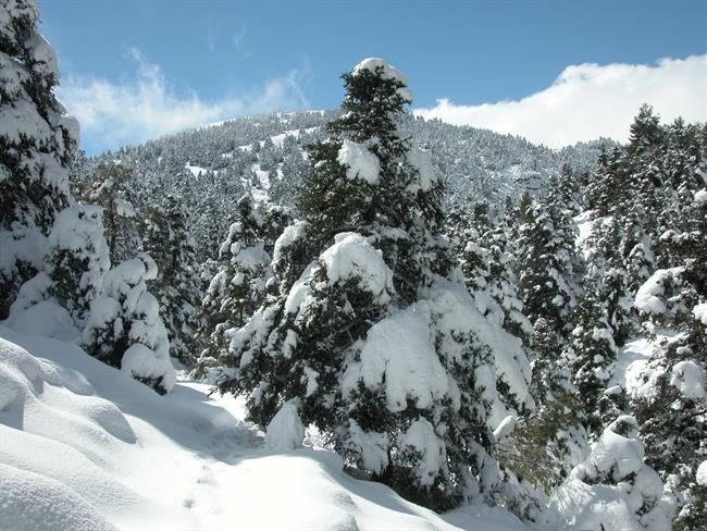 Pinsapar del Parque Nacional Sierra de las Nieves | MAPAMA ep pinsaparparque nacional sierralas nieves