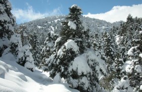 ep pinsaparparque nacional sierralas nieves