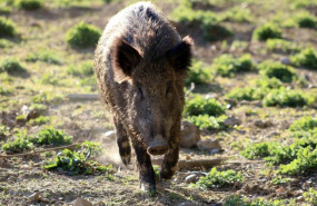 ep se elevan a 13 los casos positivos de jabalies con peste porcina africana