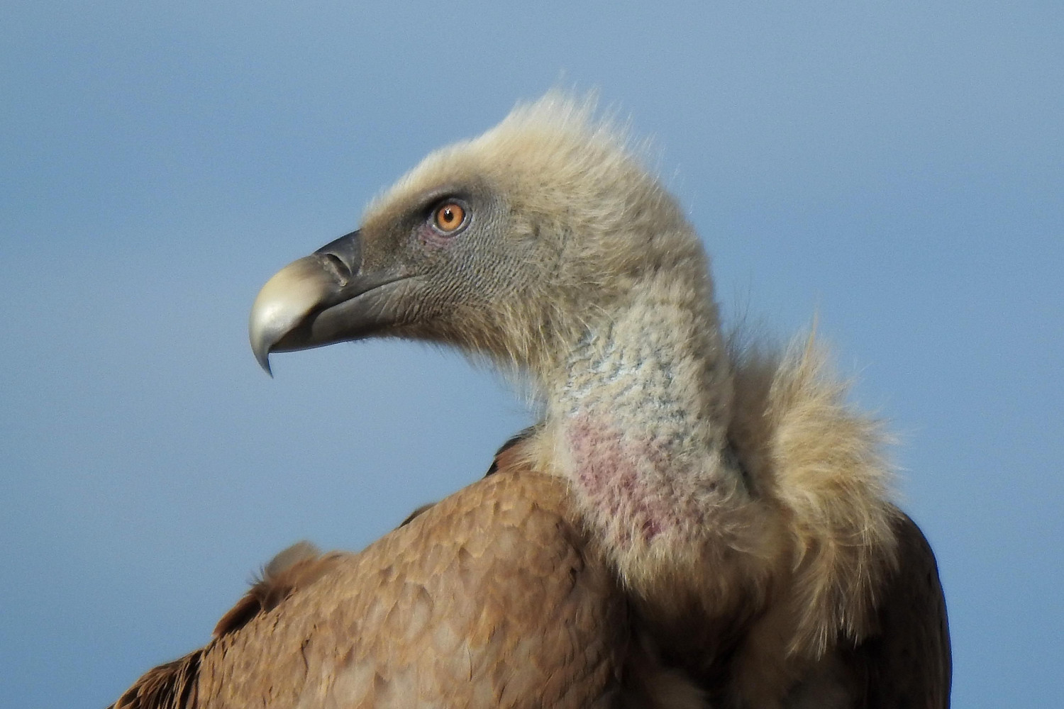 1617654332 buitre leonado 1 