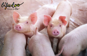 1640174927 pienso ecologico cerdos