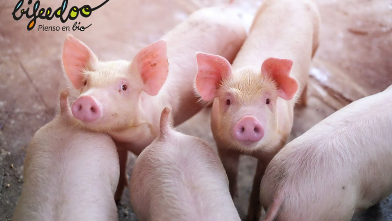 1640174927 pienso ecologico cerdos
