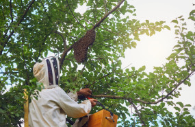 beekeeper collects swarm of bees in tree 2026 03 24 21 36 20 utc 1 