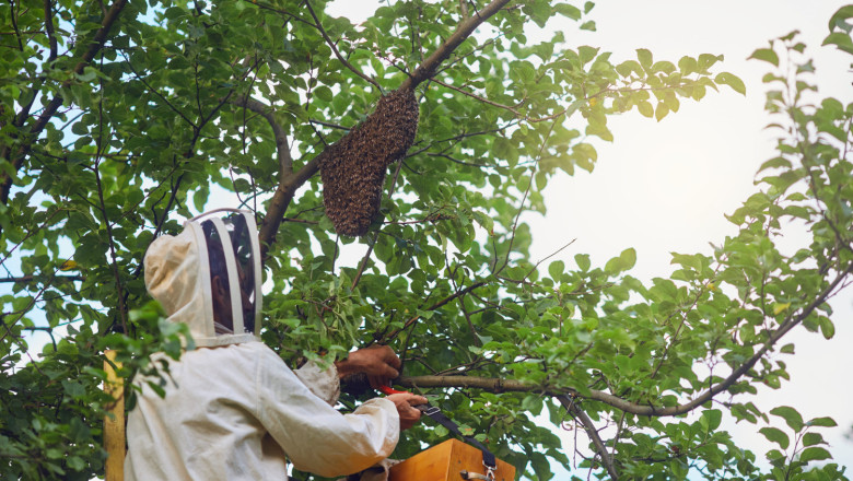 beekeeper collects swarm of bees in tree 2026 03 24 21 36 20 utc 1 
