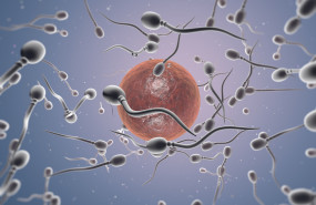 donacion de ovulos donacion de ovulos