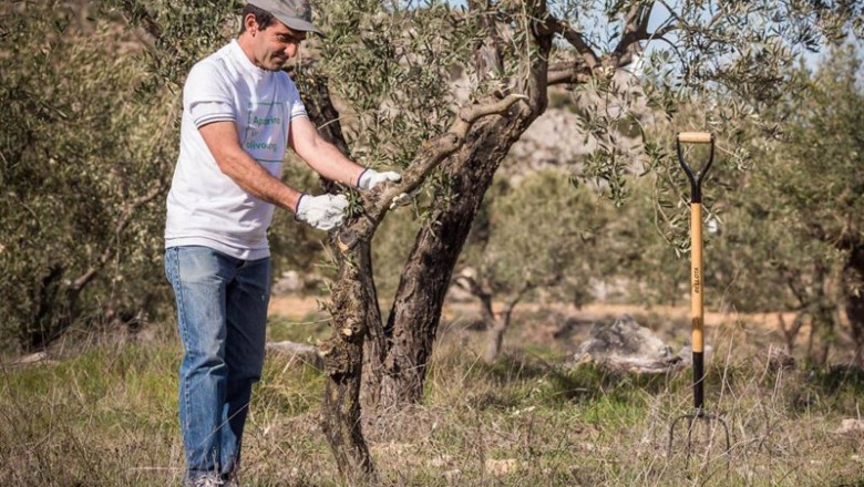 ep archivo   pg recuperara 3476 olivos ak colaborar con el proyecto apadrina un olivo en el marco de