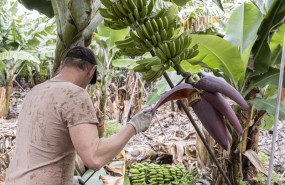 ep archivo   trabajador en una finca de platanos