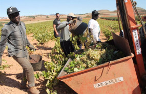 ep archivo   varias personas recogen uvas de una cosecha durante la temporada de vendimia