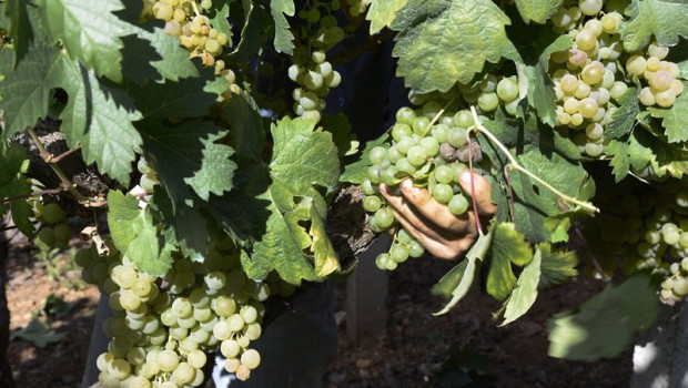 ep archivo   vendimia y carga de uvas en contenedor durante la vendimia