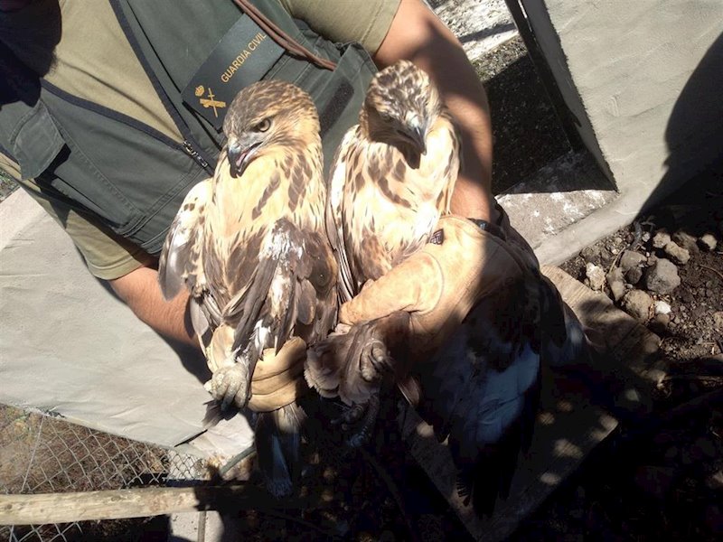 ep aves rapaces intervenidas por el seprona en el paso