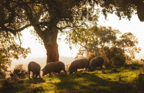 ep cerdos ibericos en la montanera de cinco jotas