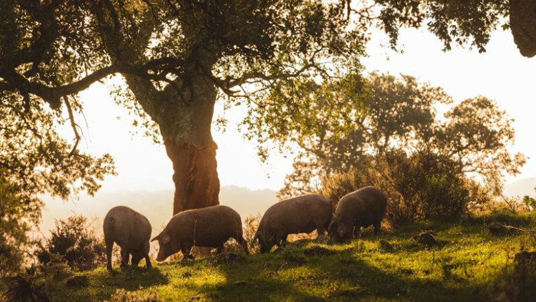 Cerdos ibéricos en la montanera de Cinco Jotas | JOSE SALTO/CINCO JOTAS ep cerdos ibericos en la montanera de cinco jotas