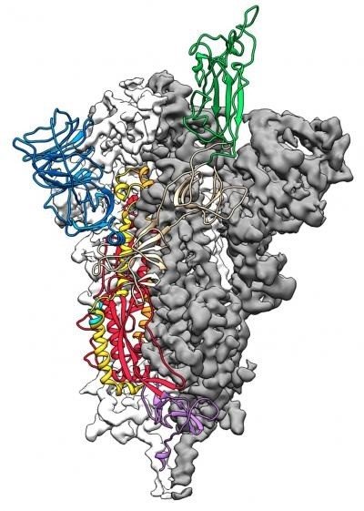 Este es un mapa a escala atómica en 3D, o estructura molecular, de la proteína 'espiga' del Covid-19. | UNIVERSITY OF TEXAS AT AUSTIN ep este es un mapa a escala atomica en 3d o estructura molecular de la proteina espiga del covid-19