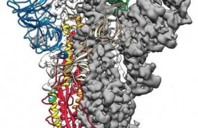 ep este es un mapa a escala atomica en 3d o estructura molecular de la proteina espiga del covid-19