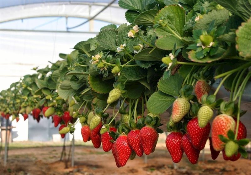 ep fresas de huelva