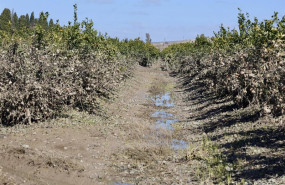 ep imagen de zonas agricolas afectadas por el tren de borrascas en jerez de la frontera cadiz ep imagen de zonas agricolas afectadas por el tren de borrascas en jerez de la frontera cadiz