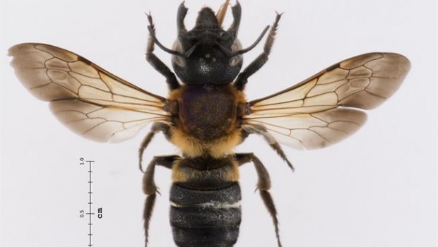 ep la abeja gigante resina encontradacatalunya