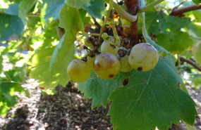 ep la comunidad de madrid encuentra una variedad de uva centenaria que se creia desaparecida en la