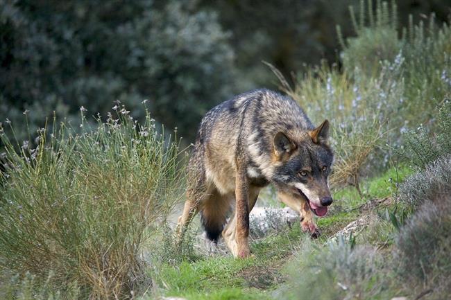 Lobo ibérico | WIKIMEDIA COMMONS/ARTURO DE FRÍAS ep lobo iberico 20171215145604