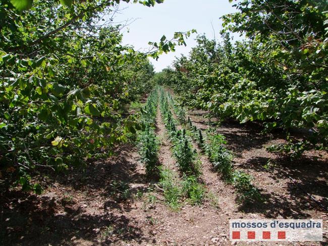 Plantación de marihuana descubierta en Valls (Tarragona) | MOSSOS D'ESQUADRA ep plantacionmarihuana descubiertavalls tarragona