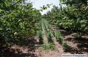 ep plantacionmarihuana descubiertavalls tarragona
