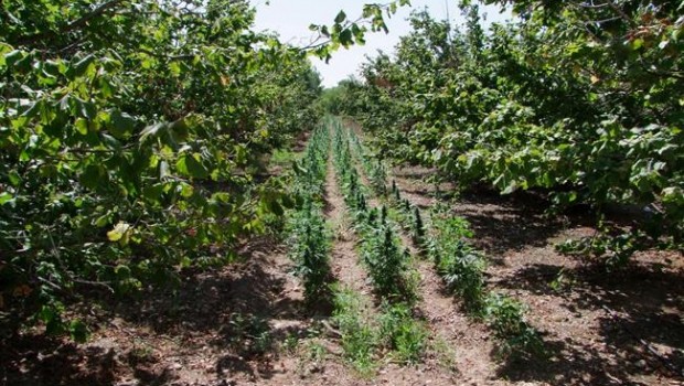 ep plantacionmarihuana descubiertavalls tarragona