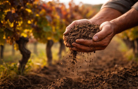 obergo barcelonawineweek 