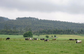 ep archivo cantabria convoca ayudas para compensar las dificultades de la recogida de leche de ep archivo cantabria convoca ayudas para compensar las dificultades de la recogida de leche de