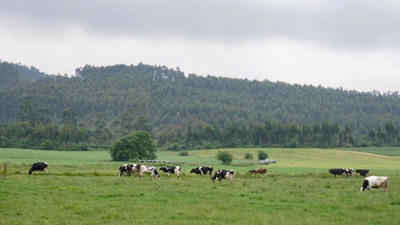 ep archivo   cantabria convoca ayudas para compensar las dificultades de la recogida de leche de