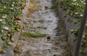 ep archivo   explotacion agricola en moguer huelva dedicada al cultivo de la fresa afectada por el