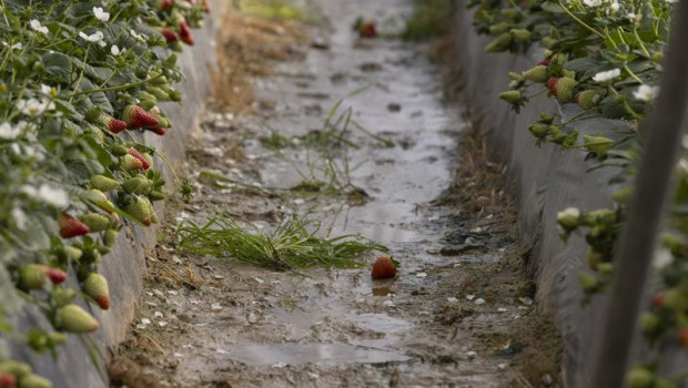 ep archivo   explotacion agricola en moguer huelva dedicada al cultivo de la fresa afectada por el